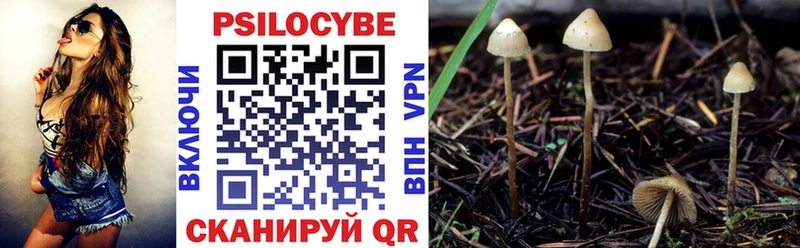 Купить  Дыгулыбгей  Псилоцибиновые грибы Psilocybe 